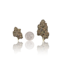 Exotic Flower