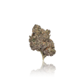 Exotic Flower