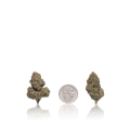 Bulk Premium