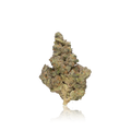 Exotic Flower