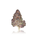 Exotic Flower