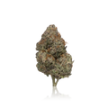 Exotic Flower