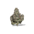 Exotic Flower
