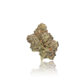 Exotic Flower