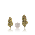 Budget Flower