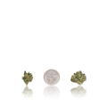 Budget Smalls