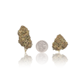 Exotic Flower