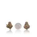 Exotic Smalls