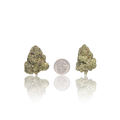 Exotic Flower