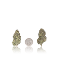 Premium Flower