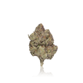Exotic Flower