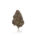 Exotic Flower