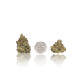 Exotic Flower