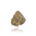 Exotic Flower