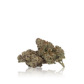 Exotic Flower