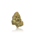 Exotic Flower