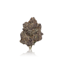 Exotic Flower