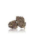 Exotic Flower