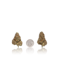 Premium Flower