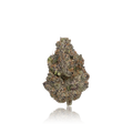 Exotic Flower