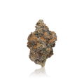 Exotic Flower