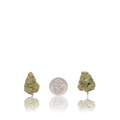 Exotic Smalls