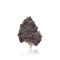 Exotic Flower