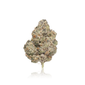 Exotic Flower