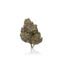 Exotic Flower