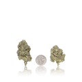 Exotic Flower