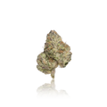 Exotic Flower