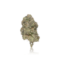 Exotic Flower