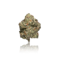 Exotic Flower
