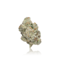 Exotic Flower