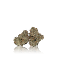Exotic Flower