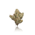 Exotic Flower