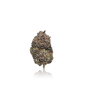 Exotic Flower