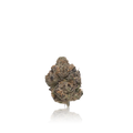 Exotic Flower