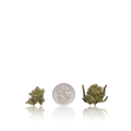 Bulk Premium Untrimmed Smalls