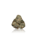 Exotic Flower