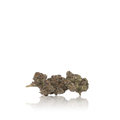 Exotic Flower