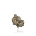 Exotic Flower