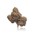 Exotic Flower